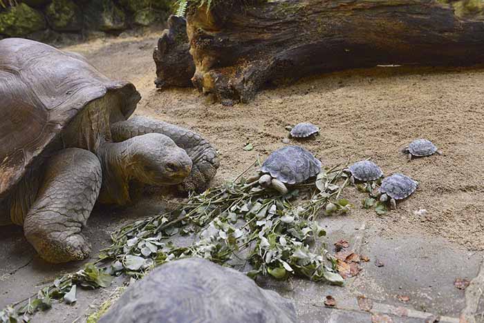 Baby Turtle with Mother
