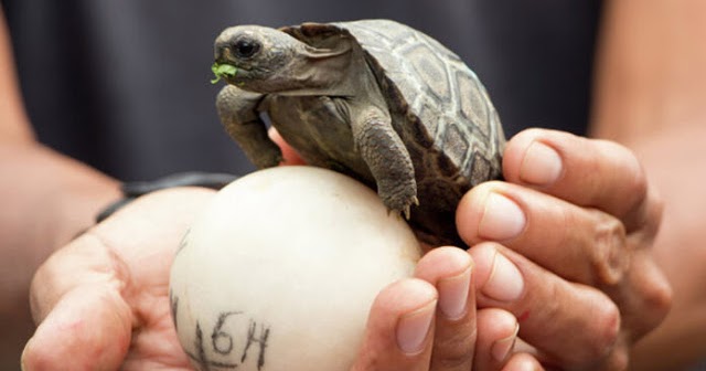 Baby Turtle