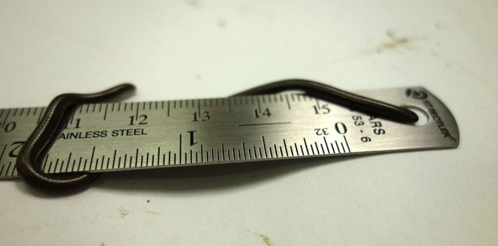 Barbados Thread Snake