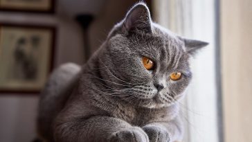 British Short Hair Cat