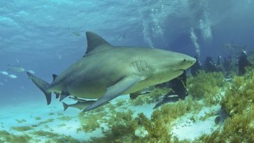 Bull Shark