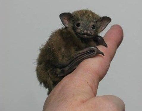 Bumblebee bat
