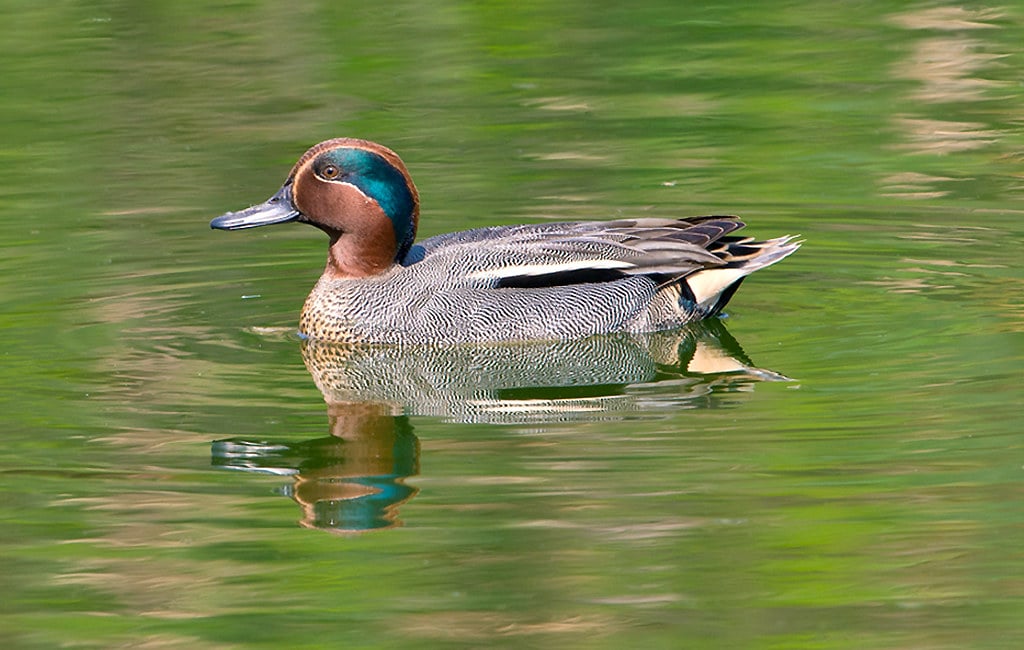 Common Teal Male