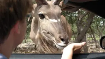 Deer at natural bridge wildlife ranch