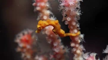 Denise’s pygmy seahorse