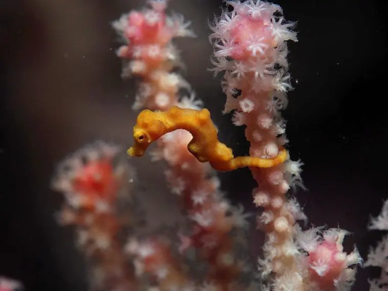 Denise’s pygmy seahorse