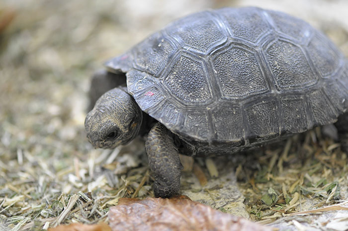 Galapagoes Island Baby Turtle