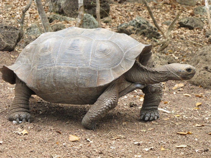 Galapagos Island Turtle