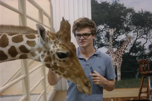 Giraffe at natural bridge wildlife ranch