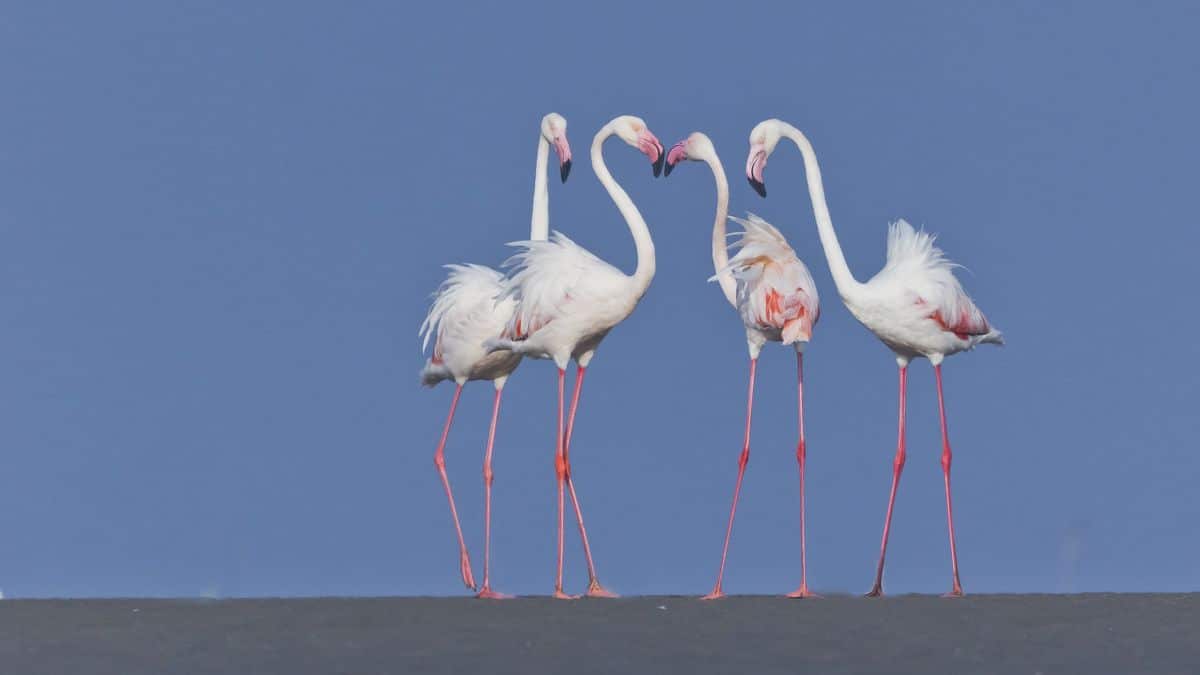 Greater Flamingo