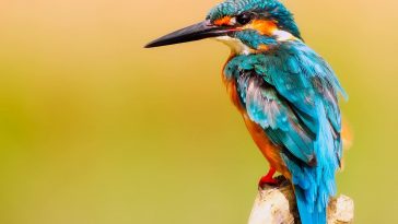 Kingfisher