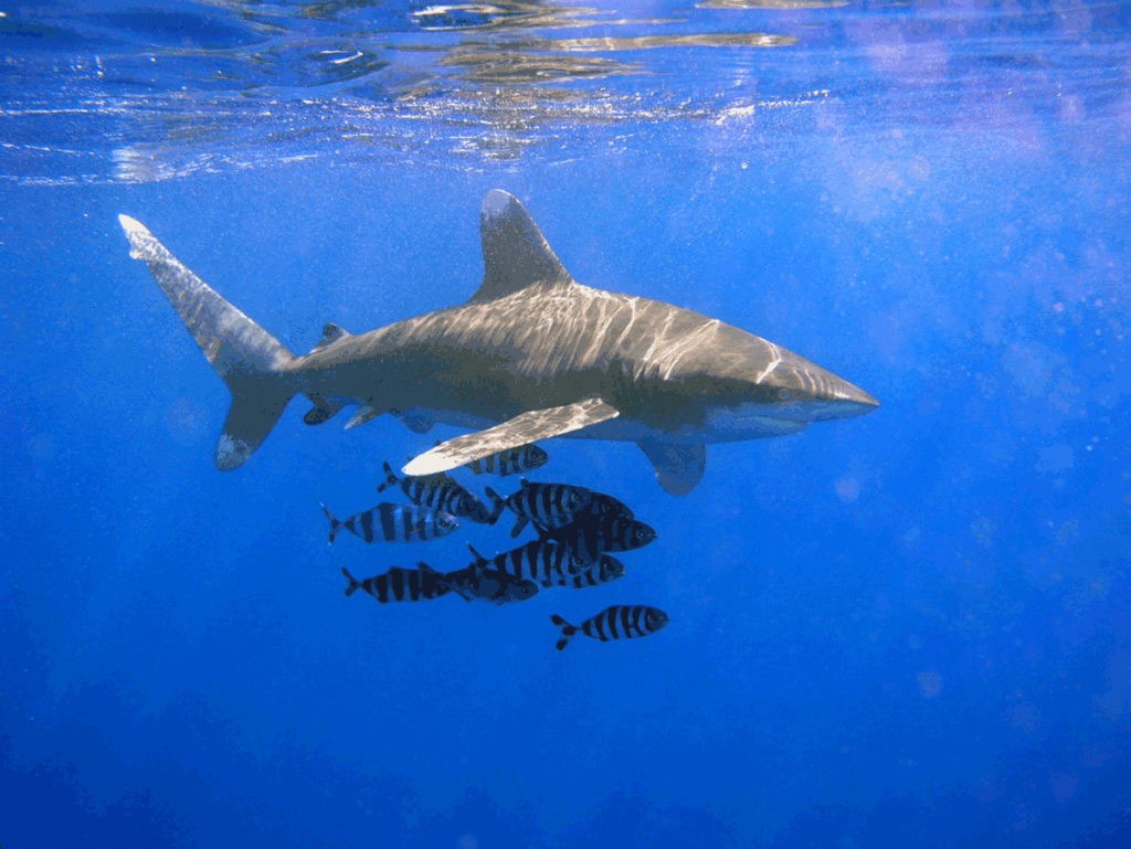 Oceanic White Tip Shark