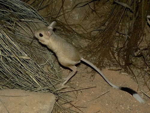 Pygmy Jerboa