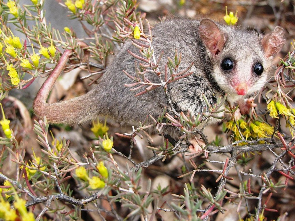 Pygmy Possum