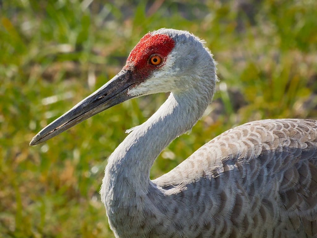 Sandhill Cranes