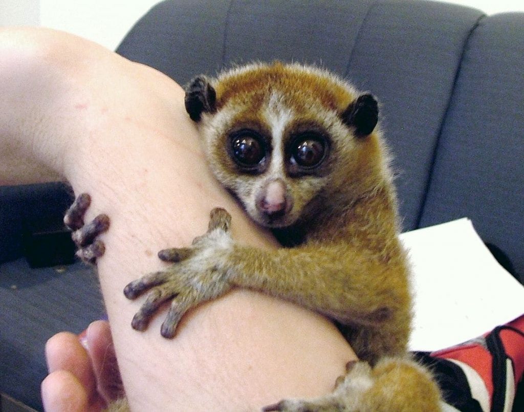 Slow loris