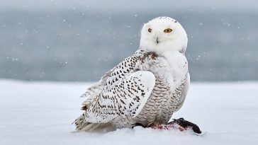 Snowy Owl