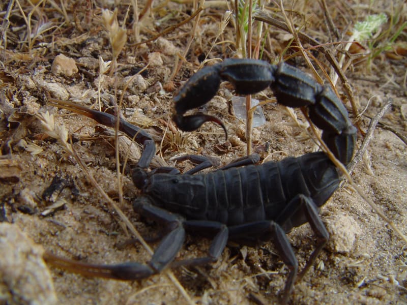 Spitting Thick tail Black Scorpion