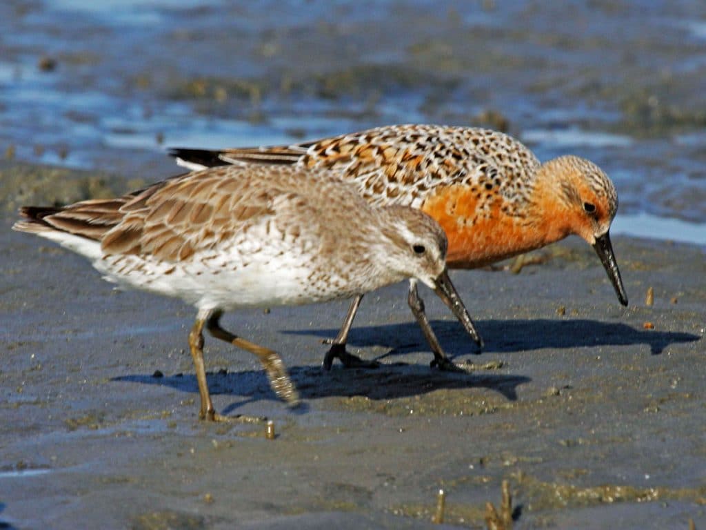 The Red Knot