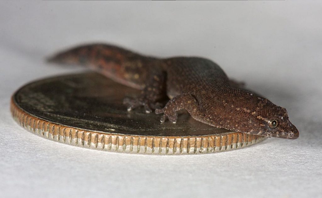 Virgin Islands Dwarf Gecko