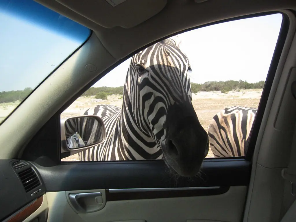 Zebra at natural bridge wildlife ranch