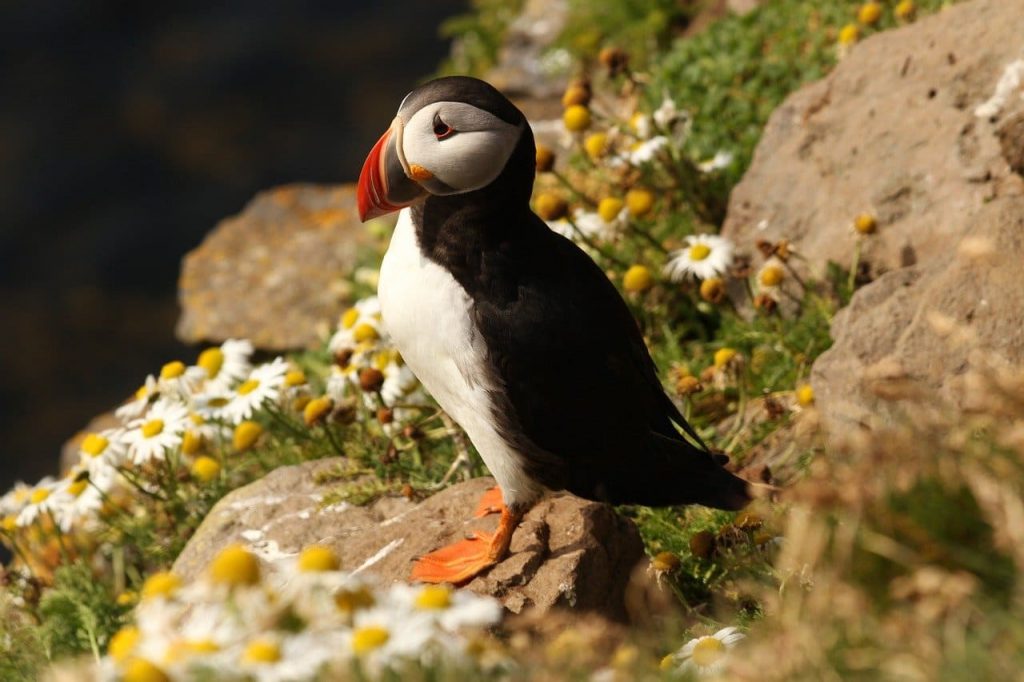 Atlantic Puffins