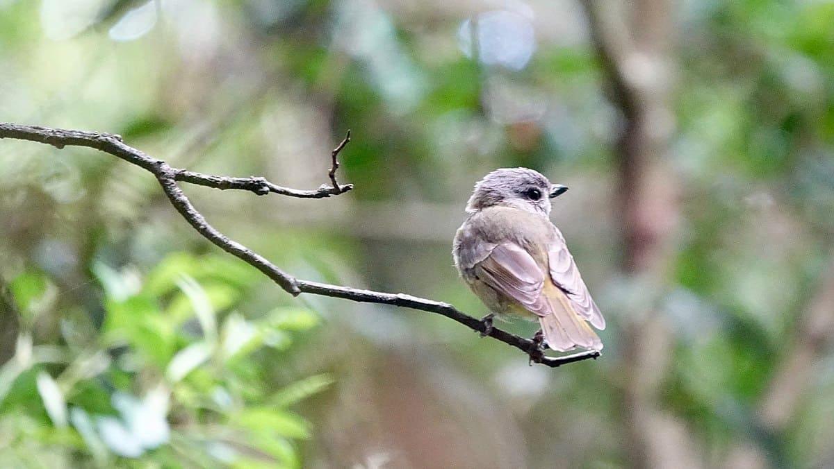 Brown gerygone