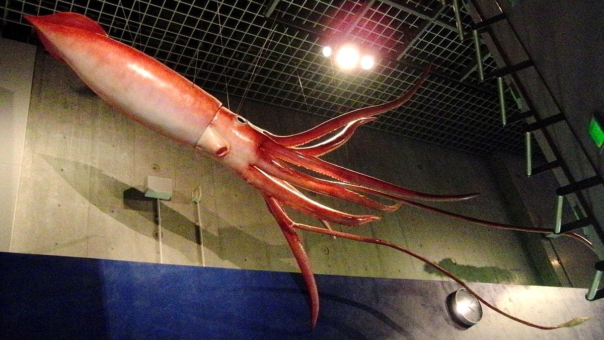 Colossal Squid