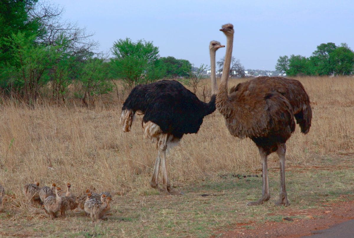 Common Ostrich