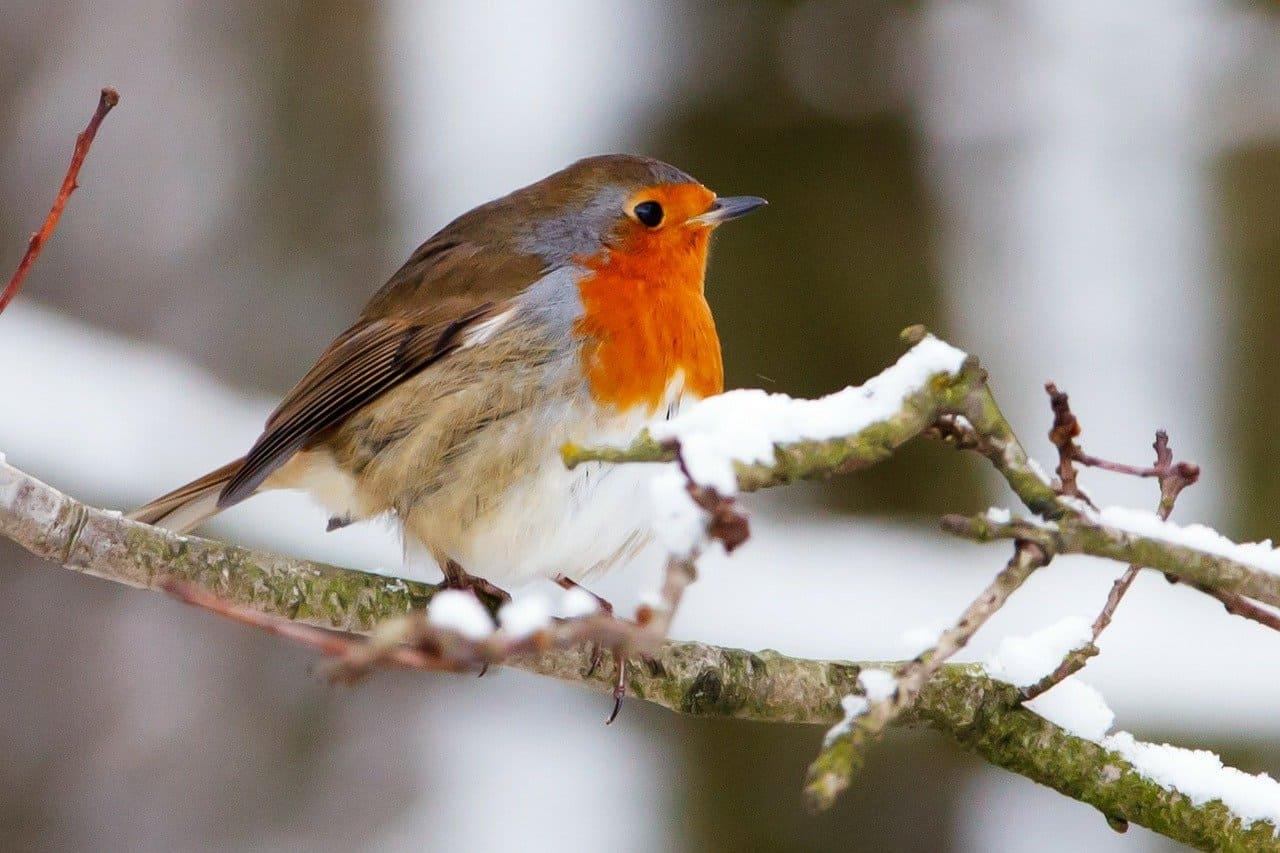 European Robin