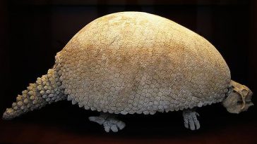 Glyptodon