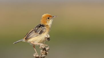 Golden-headed cisticola