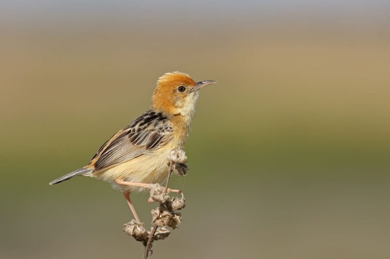 Golden-headed cisticola