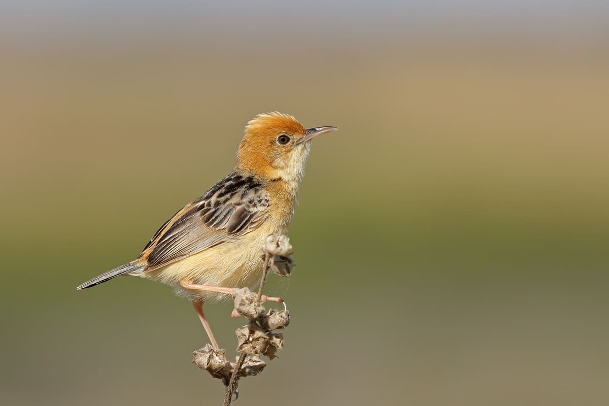 Golden-headed cisticola