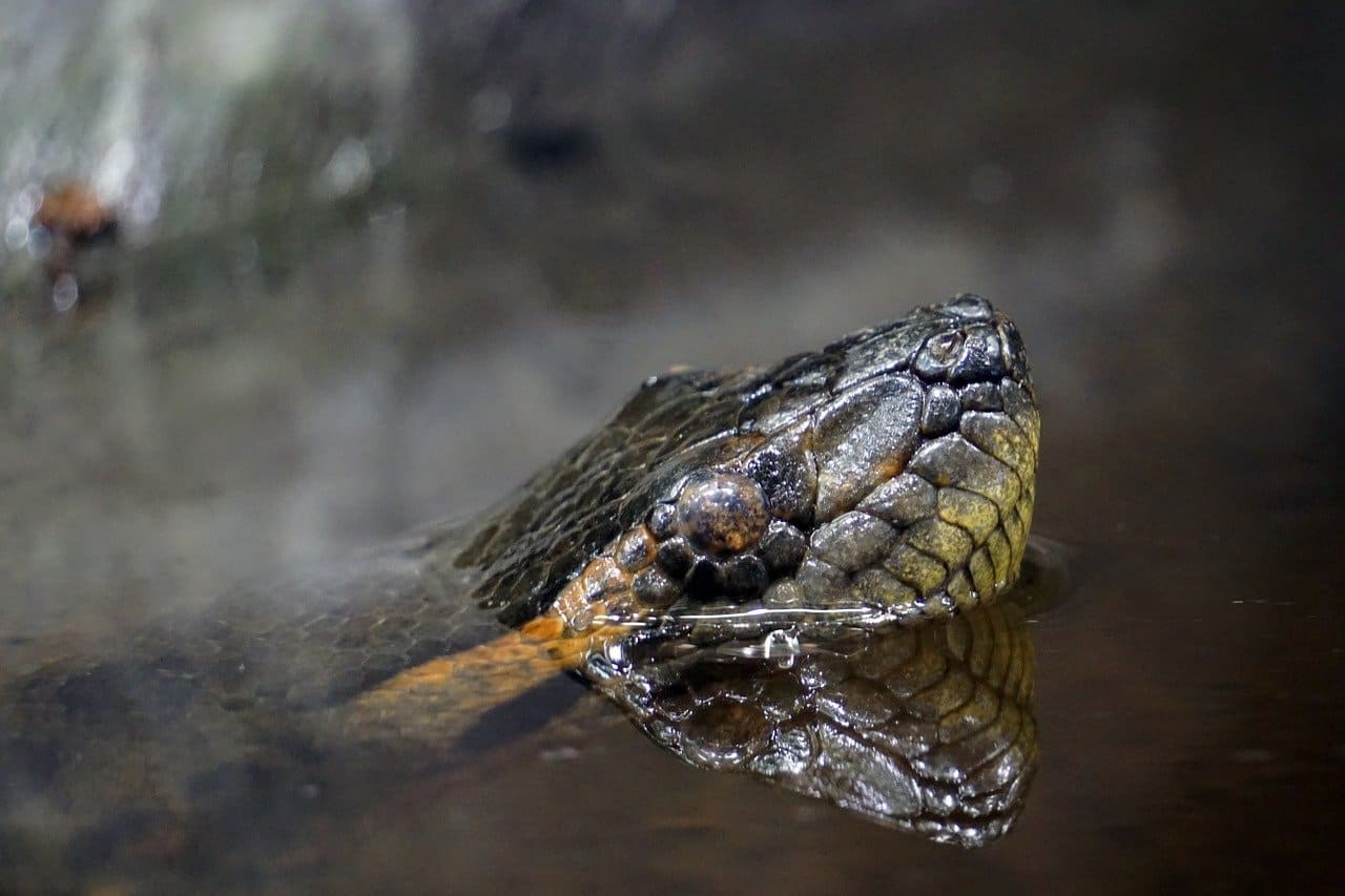 Green Anaconda