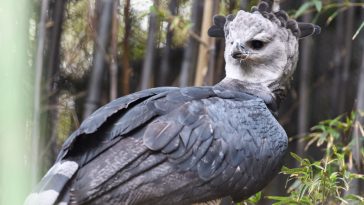 Harpy Eagle