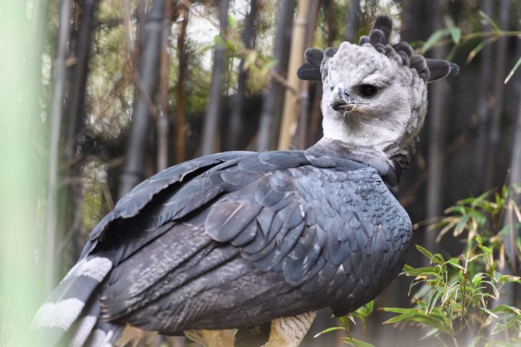 Harpy Eagle