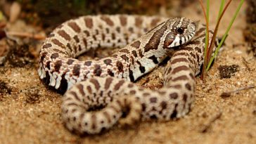 Hognose Snake