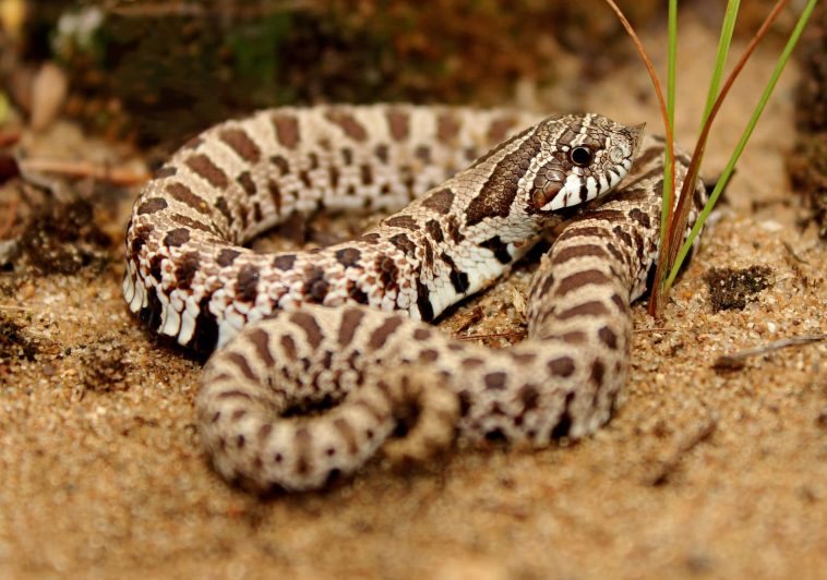 Hognose Snake