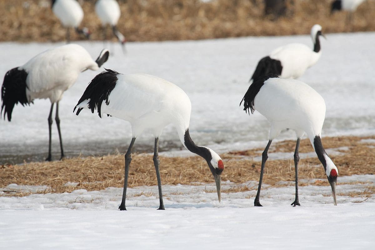 Hokkaido Birds