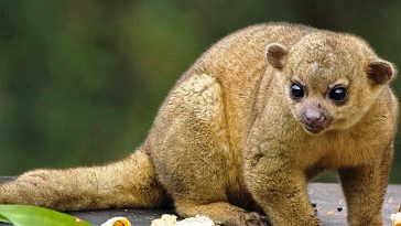 Kinkajou