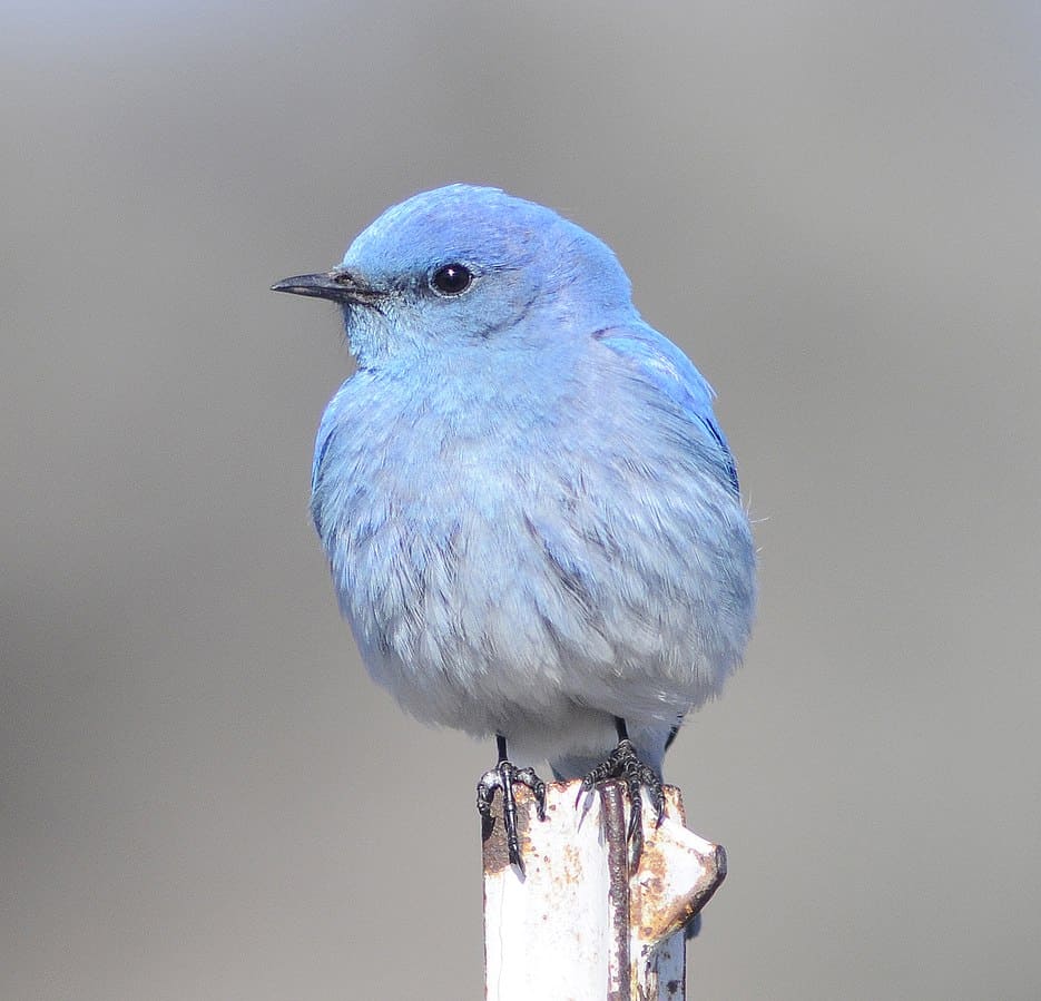 Mountain Bluebird