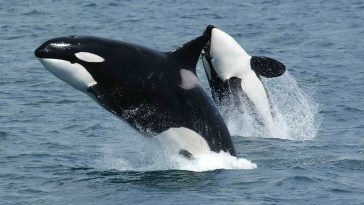 Orca or Killer Whale