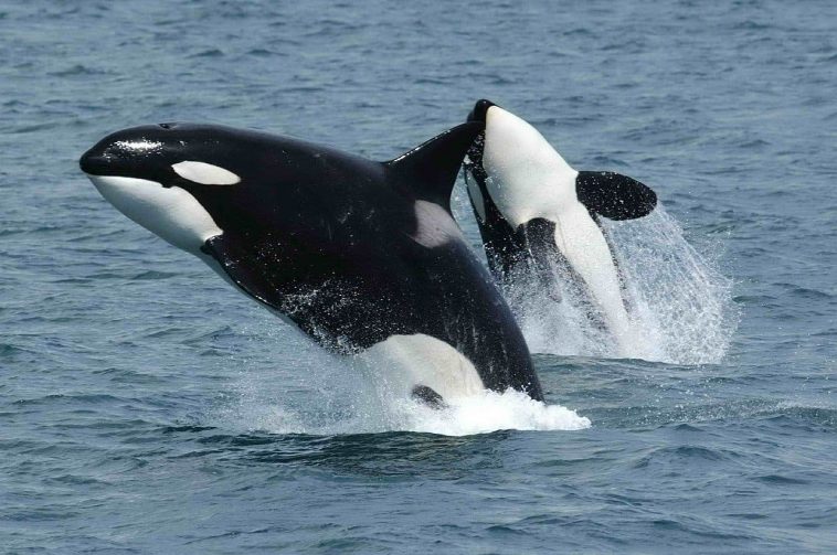 Orca or Killer Whale
