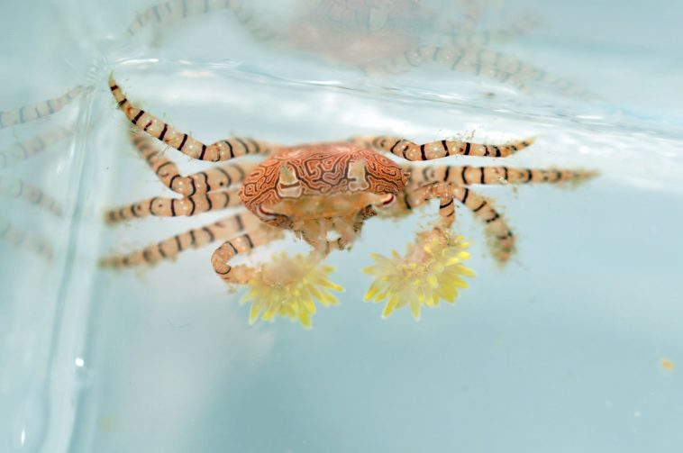 Pom Pom Crabs