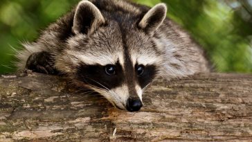 Raccoon