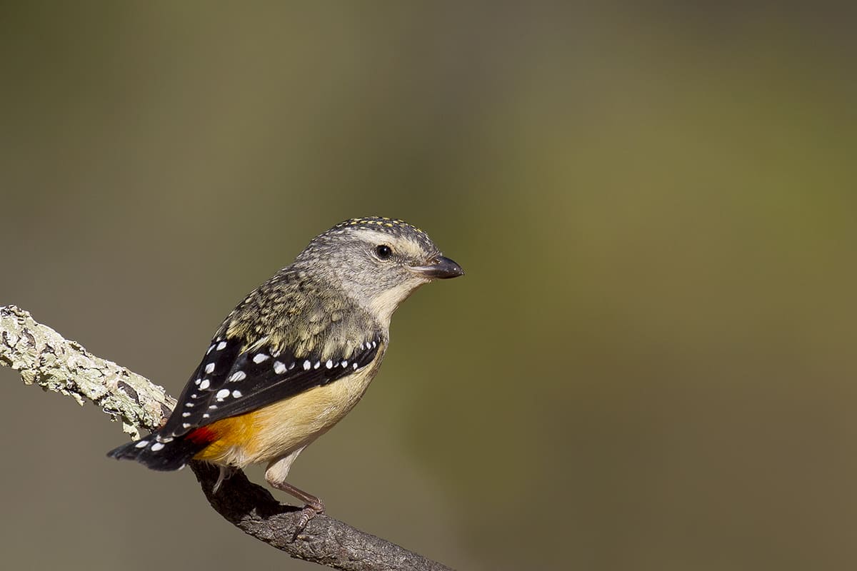 Spotted pardalote