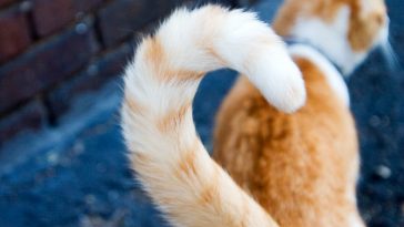 Tail of Cat