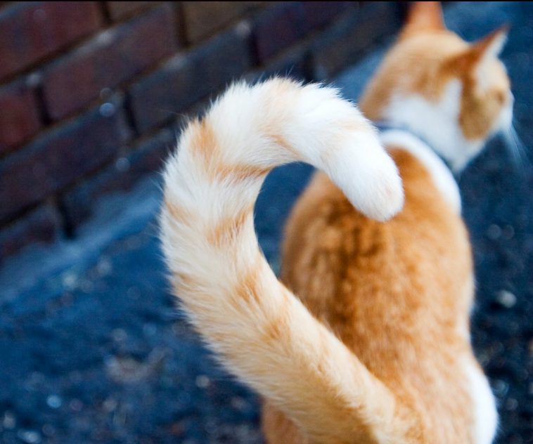 Tail of Cat