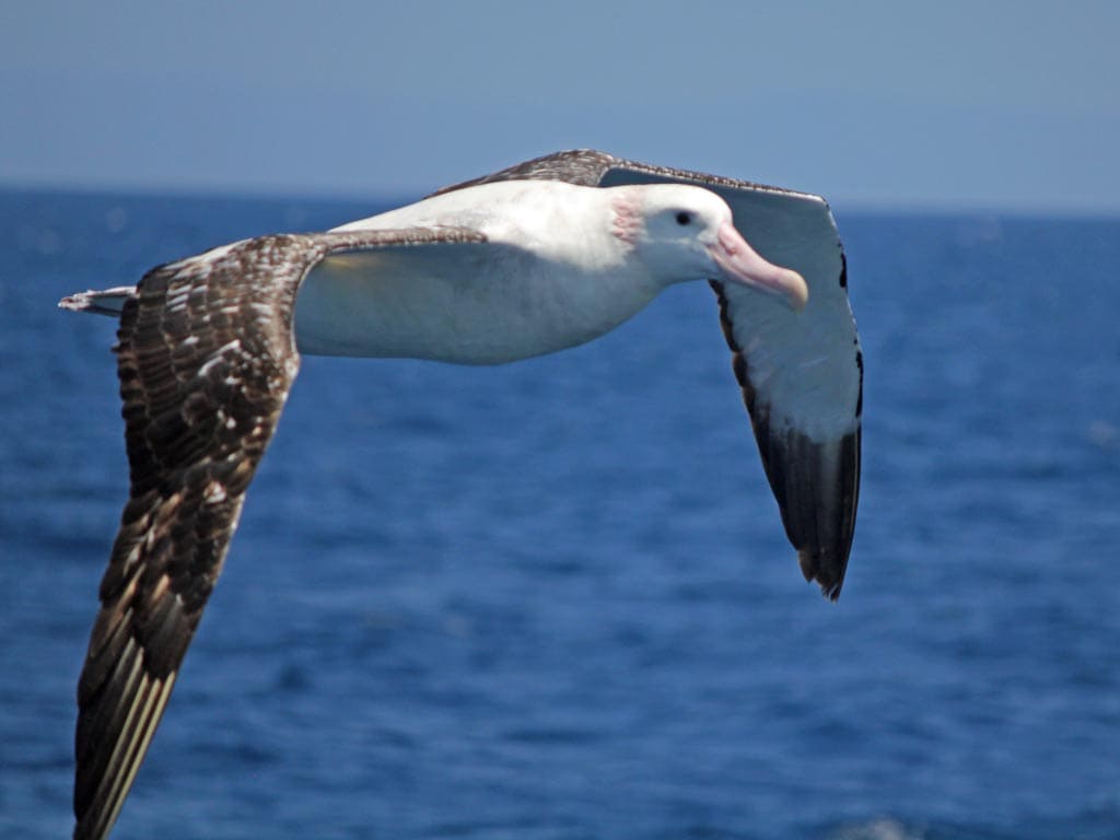 Wandering Albatross